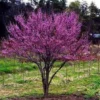 RedBud Native Seedling Set - 5 Trees, 1-2ft, Eastern Redbud - Oklahoma State Tree