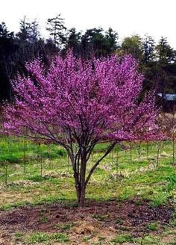 RedBud Native Seedling Set - 5 Trees, 1-2ft, Eastern Redbud - Oklahoma State Tree
