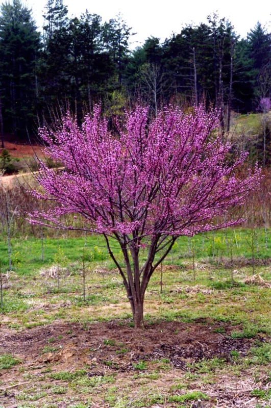RedBud Native Seedling Set - 5 Trees, 1-2ft, Eastern Redbud - Oklahoma State Tree
