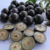 Sabará Jaboticaba Live Plant 6-8 Inches - Brazilian Grape Tree in 4in Pot