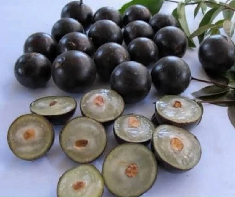 Sabará Jaboticaba Live Plant 6-8 Inches - Brazilian Grape Tree in 4in Pot