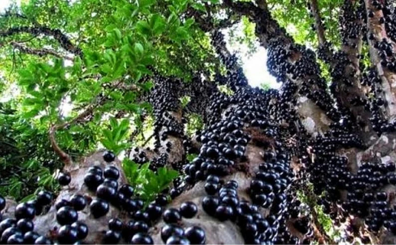 Sabará Jaboticaba Live Plant 6-8 Inches - Brazilian Grape Tree in 4in Pot