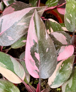 Pink Princess Philodendron Live Plant 6-8 inch Potted Indoor Houseplant