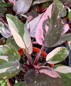 Pink Princess Philodendron Live Plant 6-8 inch Potted Indoor Houseplant