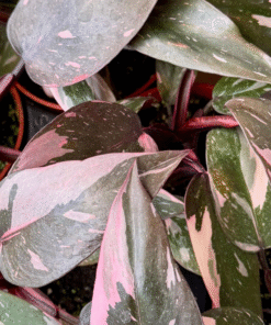 Pink Princess Philodendron Live Plant 6-8 inch Potted Indoor Houseplant