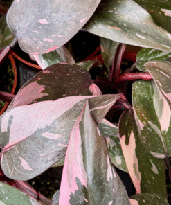 Pink Princess Philodendron Live Plant 6-8 inch Potted Indoor Houseplant