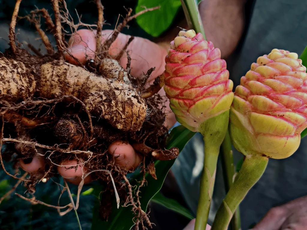 How to Grow Shampoo Ginger Roots: Step-by-Step Guide