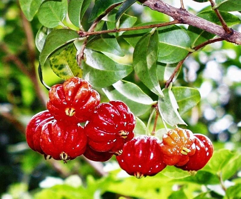 Surinam Cherry Live Plant 4 Inch Pot Tropical Fruit Pitanga