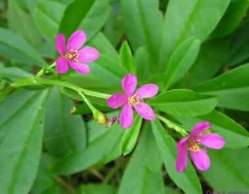 Surinam Spinach Live Plant - African Spinach Waterleaf - 6-12 Inch