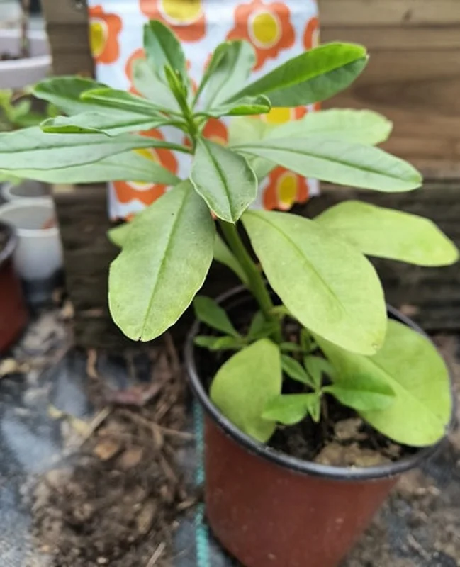 Surinam Spinach Live Plant - African Spinach Waterleaf - 6-12 Inch