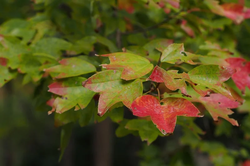 Trident Maple Seedling Set - 2 Plants - 1-2 ft Tall - Shade Tree Saplings