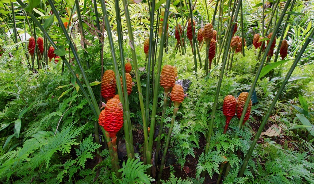 How to Grow Shampoo Ginger Roots: Step-by-Step Guide