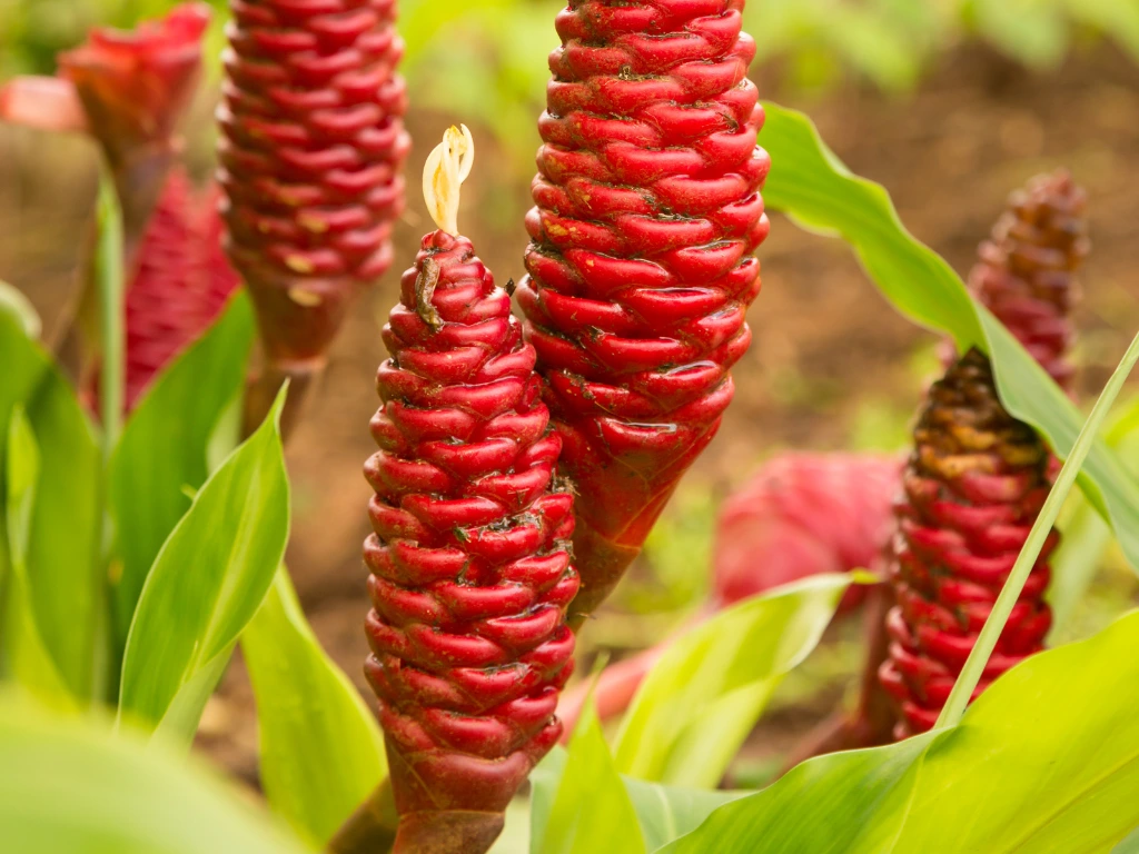 How to Grow Shampoo Ginger Roots: Step-by-Step Guide