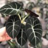 Alocasia Black Velvet Plant 4-6 inch Tall Potted Indoor Houseplant