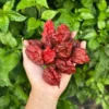 7 Pot Primo Chocolate Pepper Seeds - Super Hot Variety for Extreme Spice