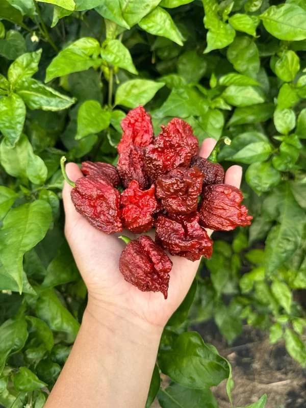 7 Pot Primo Chocolate Pepper Seeds - Super Hot Variety for Extreme Spice