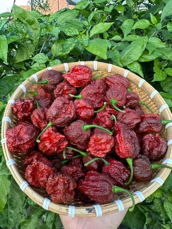 7 Pot Primo Chocolate Pepper Seeds - Super Hot Variety for Extreme Spice