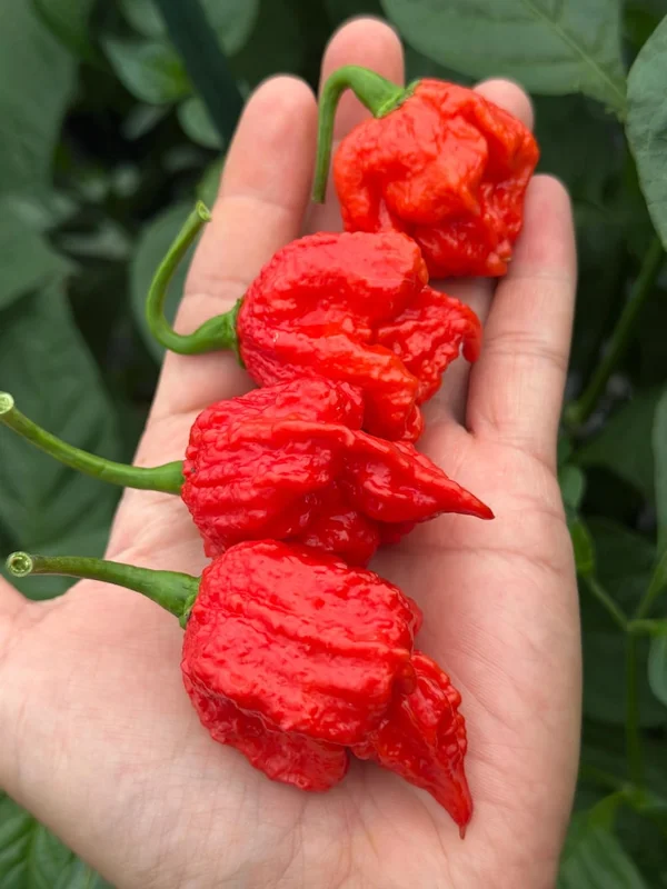 7 Pot Primo Heatless Pepper Seeds - Rare Flavor, No Heat - Garden Seeds