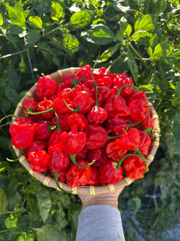 7 Pot Primo Heatless Pepper Seeds - Rare Flavor, No Heat - Garden Seeds