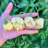7 Pot White Pepper Seeds - Super Hot Variety for Spicy Gardens