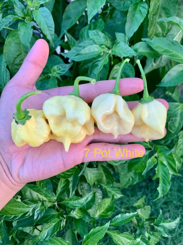 7 Pot White Pepper Seeds - Super Hot Variety for Spicy Gardens