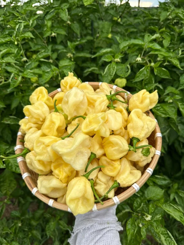 7 Pot White Pepper Seeds - Super Hot Variety for Spicy Gardens