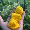 7 Pot Yellow Pepper Seeds - Hot Pepper Seeds - Heirloom Variety