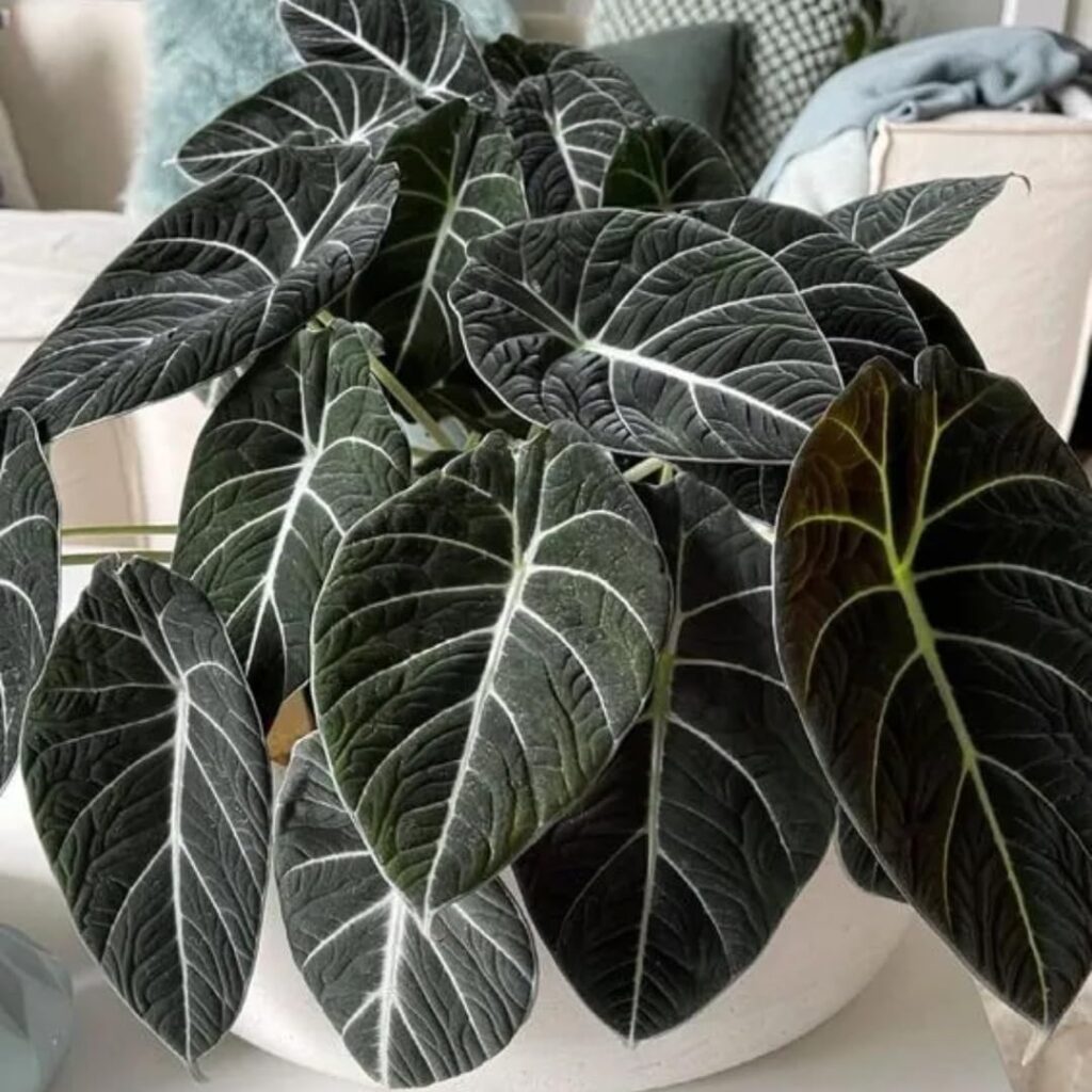Alocasia Black Velvet Plant 4-6 inch Tall Potted Indoor Houseplant
