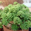 Aeonium lindleyi Irish Bouquet Succulent - 2.5" Potted Plant