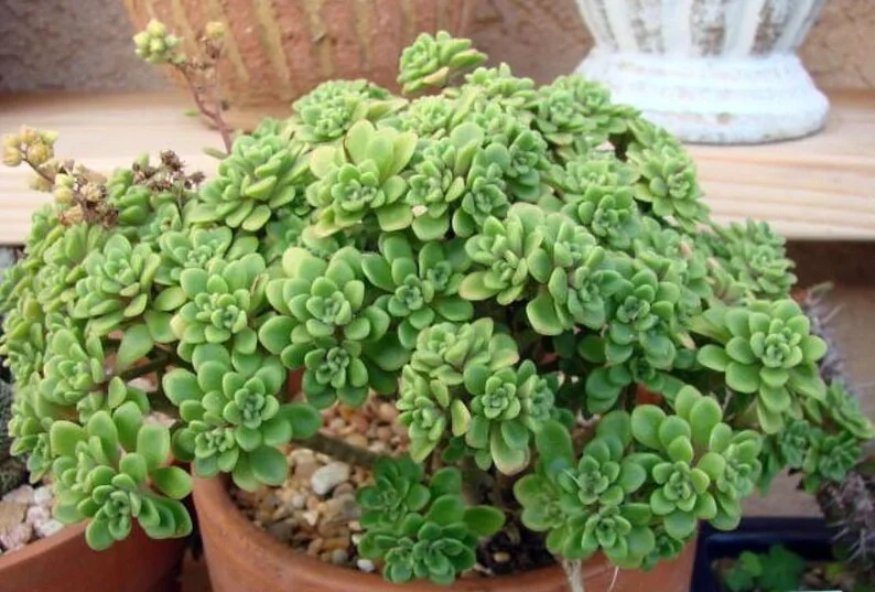 Aeonium lindleyi Irish Bouquet Succulent - 2.5" Potted Plant