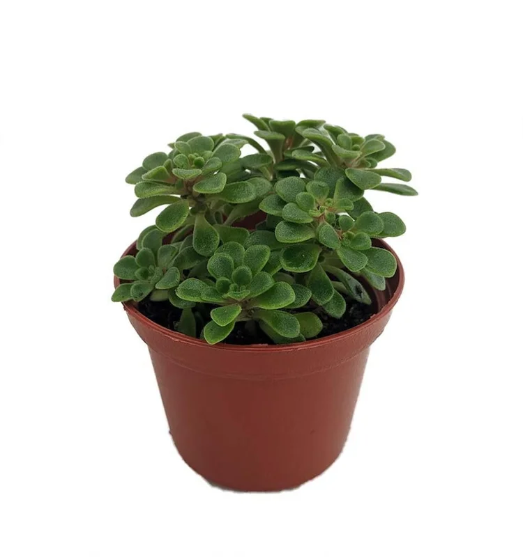 Aeonium lindleyi Irish Bouquet Succulent - 2.5" Potted Plant