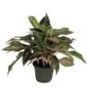 Aglaonema Chinese Evergreen Plant - 6 Inch Pot - Low Light Houseplant