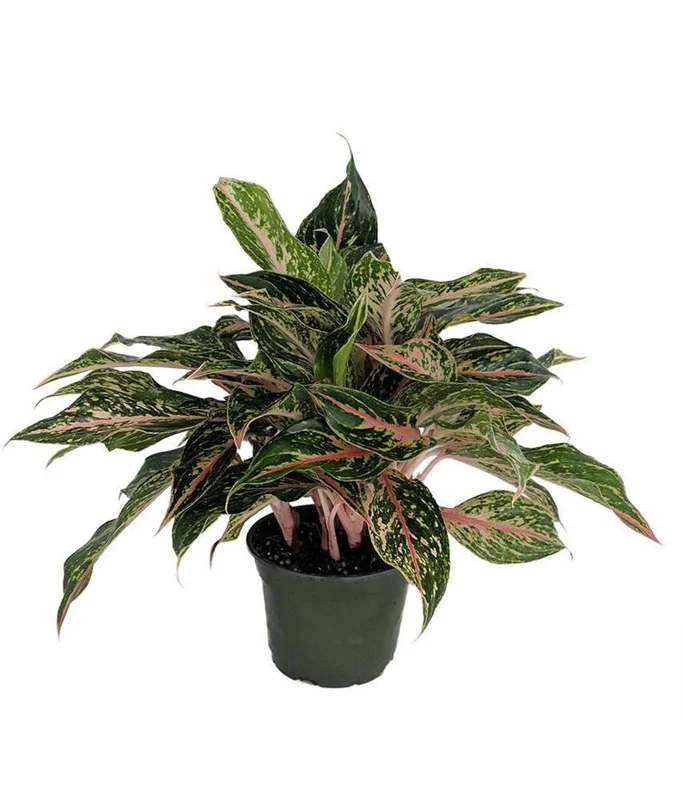 Aglaonema Chinese Evergreen Plant - 6 Inch Pot - Low Light Houseplant