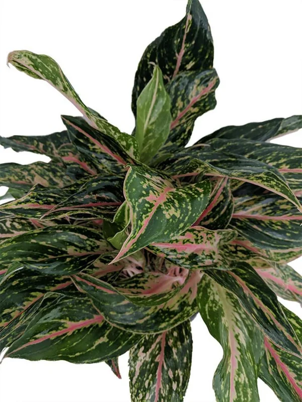 Aglaonema Chinese Evergreen Plant - 6 Inch Pot - Low Light Houseplant