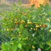 Aji Charapita Pepper Seeds - Heirloom Variety for Spicy Gardens