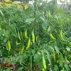 Aji Golden Pepper Seeds - Heirloom Vegetable Seeds - Garden Seed Starter