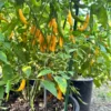 Aji Guyana Pepper Seeds - Capsicum Baccatum - Organic Vegetable Seeds