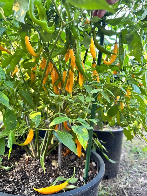 Aji Guyana Pepper Seeds - Capsicum Baccatum - Organic Vegetable Seeds
