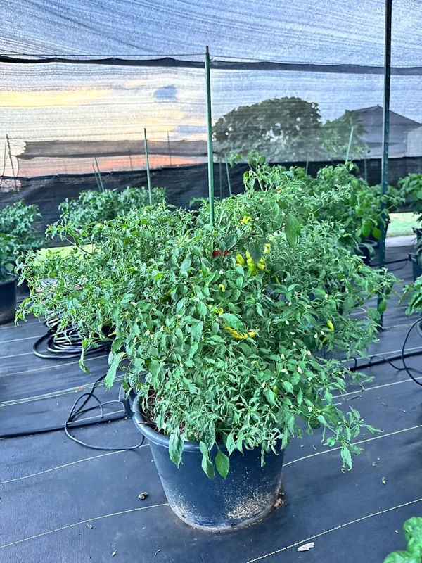 Aji Inca Berry XL Orange Pepper Seeds - Heirloom Variety