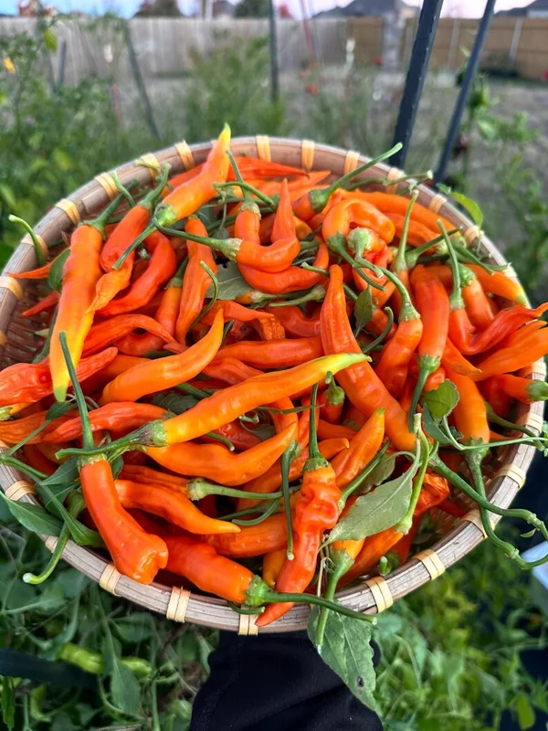 Aji Inca Berry XL Orange Pepper Seeds - Heirloom Variety