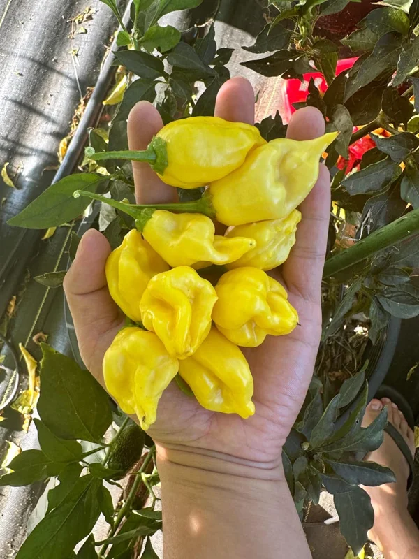 Aji Lemon Ball Pepper Seeds - Heirloom Variety - 10+ Seeds