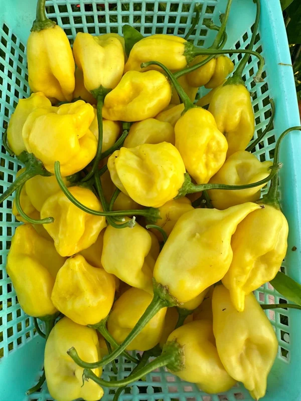 Aji Lemon Ball Pepper Seeds - Heirloom Variety - 10+ Seeds