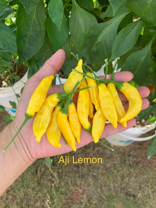 Aji Lemon Drop Pepper Seeds - Heirloom Variety for Spicy Gardens