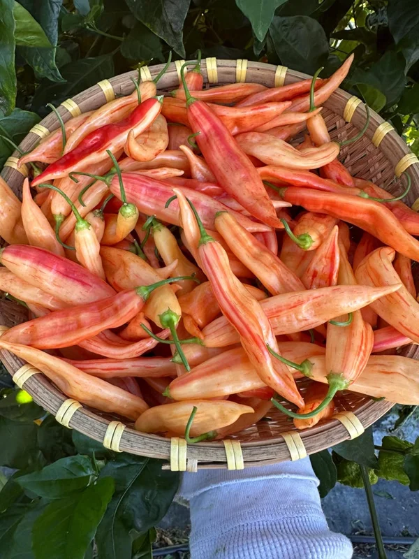 Aji Lily Teolinda Pepper Seeds - Heirloom Variety - Garden Ready