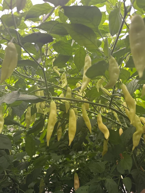 Aji Lily Teolinda Pepper Seeds - Heirloom Variety - Garden Ready