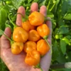 Aji Mango Pepper Seeds - Stumpy Variety - Grow Fruity Peppers