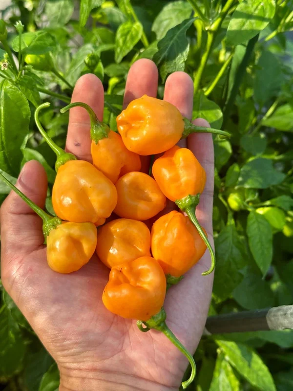 Aji Mango Pepper Seeds - Stumpy Variety - Grow Fruity Peppers