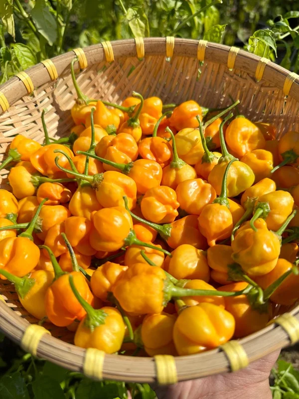 Aji Mango Pepper Seeds - Stumpy Variety - Grow Fruity Peppers