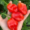 Aji Strawberry Pepper Seeds - Baccatum Variety, Garden Seeds, Organic Seeds