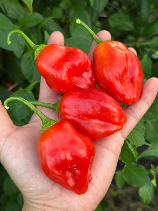 Aji Strawberry Pepper Seeds - Baccatum Variety, Garden Seeds, Organic Seeds
